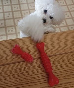 かみかみフルーツボーンを食べてしまったプードル