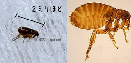 ネクスガードスペクトラを与えて駆除できたノミの死骸