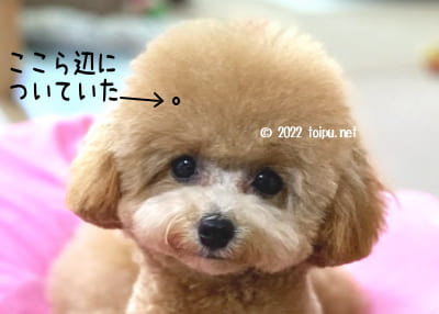 ノミの死骸がついていたトイプードル