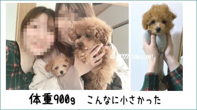 ネクスガードスペクトラを飲む体重に達していないトイプードル