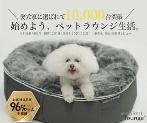 アンビエントペットラウンジに寝ている犬