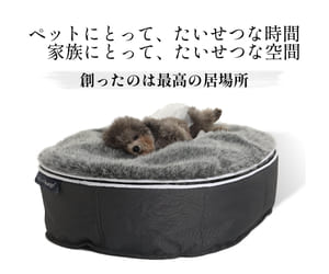 アンビエンとペットラウンジに寝ている犬