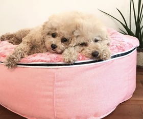 アンビエンとペットラウンジのバレンタイン限定販売していたカラー さくらピンクと2匹のトイプードル