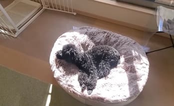 生後8ヶ月5.5kgのトイプードルがアンビエントペットラウンジで寝ているサイズ感の画像