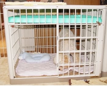 膝蓋骨脱臼のトイプードルかえでちゃんのケージレストの方法