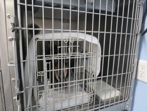 りょう動物病院のケージレストのやり方