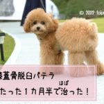 アンチノールの犬パテラ効果は2週間!口コミや安く買う方法も