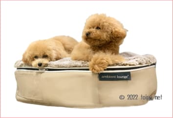アンビエントペットラウンジで眠っている2匹のトイプードル