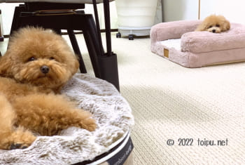 アンビエントペットラウンジといつものカドラーに乗っている2匹のトイプードル