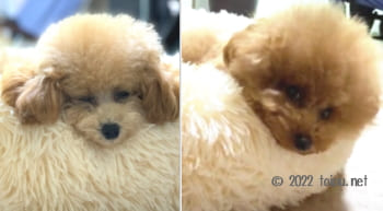 イチリンマシュマロベッドのあごのせを使って寝ているトイプードル