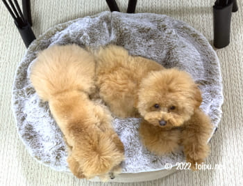 アンビエントペットラウンジで眠っている3kgと2kgの2匹のトイプードル