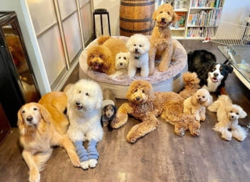 アンビエントペットラウンジとたくさんの犬の写真