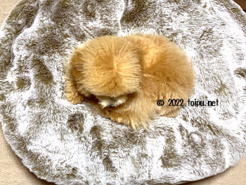 アンビエントペットラウンジのSサイズに寝ている2kgのティーカッププードル