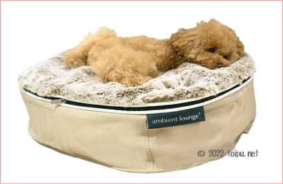 ベージュのアンビエントペットラウンジとトイプードル