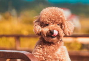 ハンドクリームを舐めて食べようとしている犬