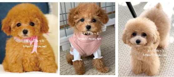 といぷねっと看板犬のトイプードル妹ちゃん