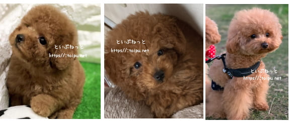 といぷねっと看板犬のトイプードル匿名くん