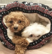 しまむらホイホイの中で寝ているマルプーとチワプー