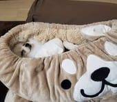 しまむらホイホイの中で寝ているポメラニアン