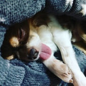 しまむらホイホイの中で寝ているロングコートチワワ