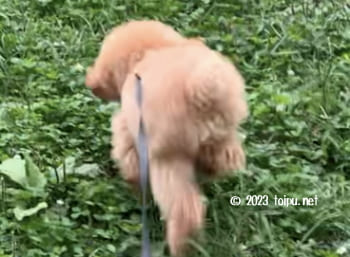 膝蓋骨脱臼でびっこをひいているトイプードル