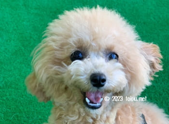 アンチノールを飲んでグレード2のパテラがほぼ治ったティーカップサイズのトイプードル