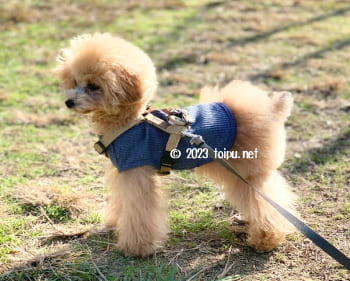 アンチノールを飲んでグレード2のパテラがほぼ治ったトイプードル