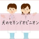 動物病院で気まずい犬のセカンドオピニオンのやり方注意点