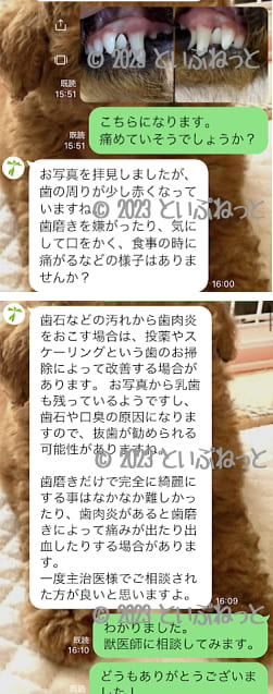 転院する1つのきっかけとなったアニコムへのライン相談画像