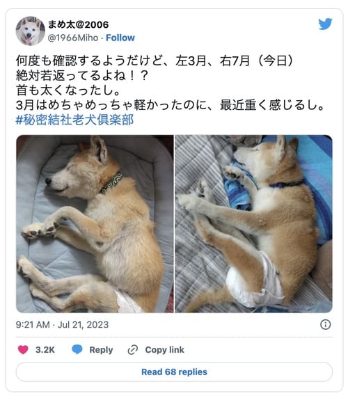 アンチノールを3ヶ月飲んだ16歳の柴犬まめ太くんのビフォーアフター画像