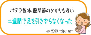 パテラと浅いかかりの股関節。2週間で足をひきずらなくなったペキニーズ
