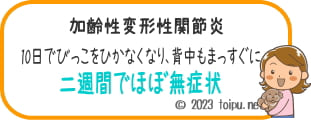 アンチノールを飲んで2週間で加齢性変形性関節炎が無症状になった12歳の犬
