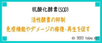 免疫機能やダメージの修復・再生を促すはたらきのある抗菌加酵素SОD