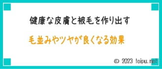 健康な皮膚と被毛を作り出すモエギイガイのオメガ3脂肪酸