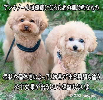 アンチノールの効果を感じられないトイプードル