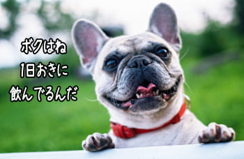 1日おきにアンチノールを飲んでいるフレンチブルドック