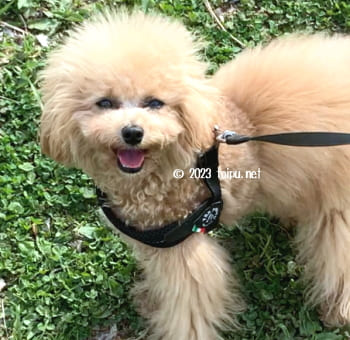 アンチノールを飲んでパテラが治ったトイプードル