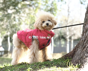 パテラ(膝蓋骨脱臼)がアンチノールを飲んで2週間で治ったトイプードル