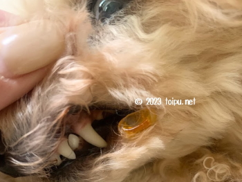 アンチノールの皮が唇についているトイプードル