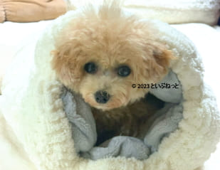 カインズの犬猫用ロールクッション「もこもこトンネル」