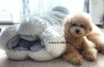 カインズロールクッションもこもこトンネルとロイプードル