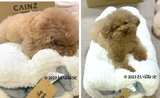 カインズロールクッションもこもこトンネルが気に入ったトイプードル