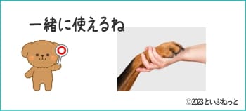飼い主さんと犬が握手している画像