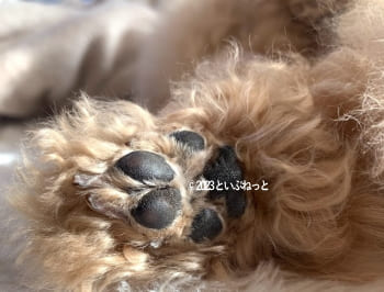 ワセリンを塗ったトイプードルの肉球
