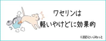 やけどをして白色ワセリンを塗っている犬のイメージ画像
