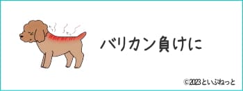 バリカン負けで白色ワセリンを塗っている犬のイメージ画像