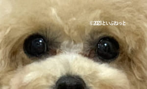 ワセリンを入れてはいけないトイプードルの目の画像