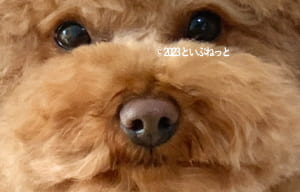 ワセリンを塗って舐めると、かえってよくない犬の鼻画像