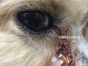 涙やけにワセリンを塗ってアレルギーが出たトイプードル