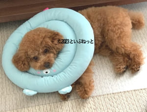 ワセリンが馴染む間、エリザベスカラーをつけているトイプードル